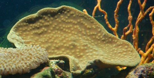 Aqualife